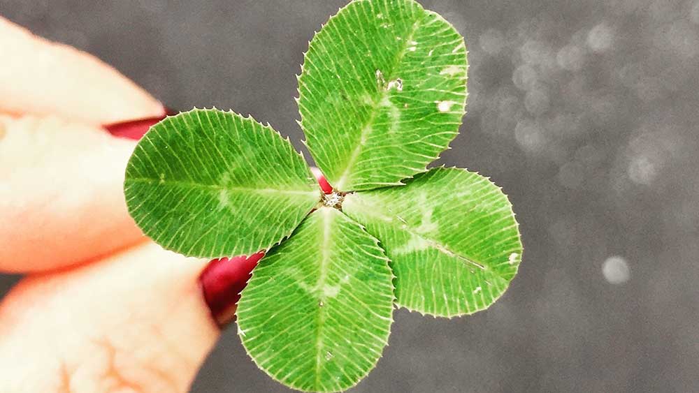 Picture of a 4-leaf clover