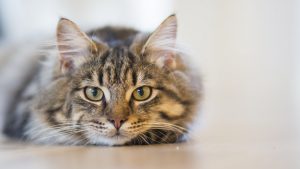 Picture of cute cat laying on floor