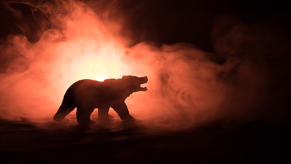 Bear silhouette on red smoke background